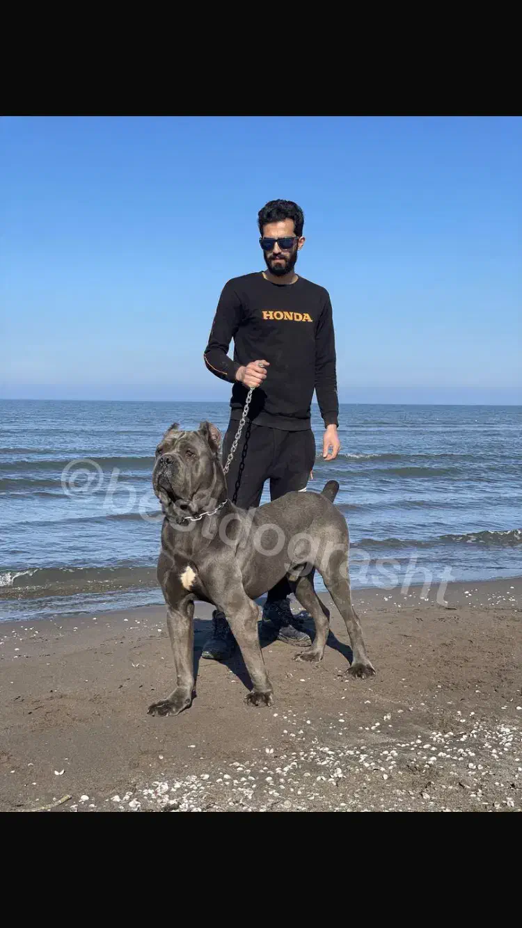 کنکورسو نر آماده کشش (کن کورسو)|سگ|تهران, بهار|دیوار