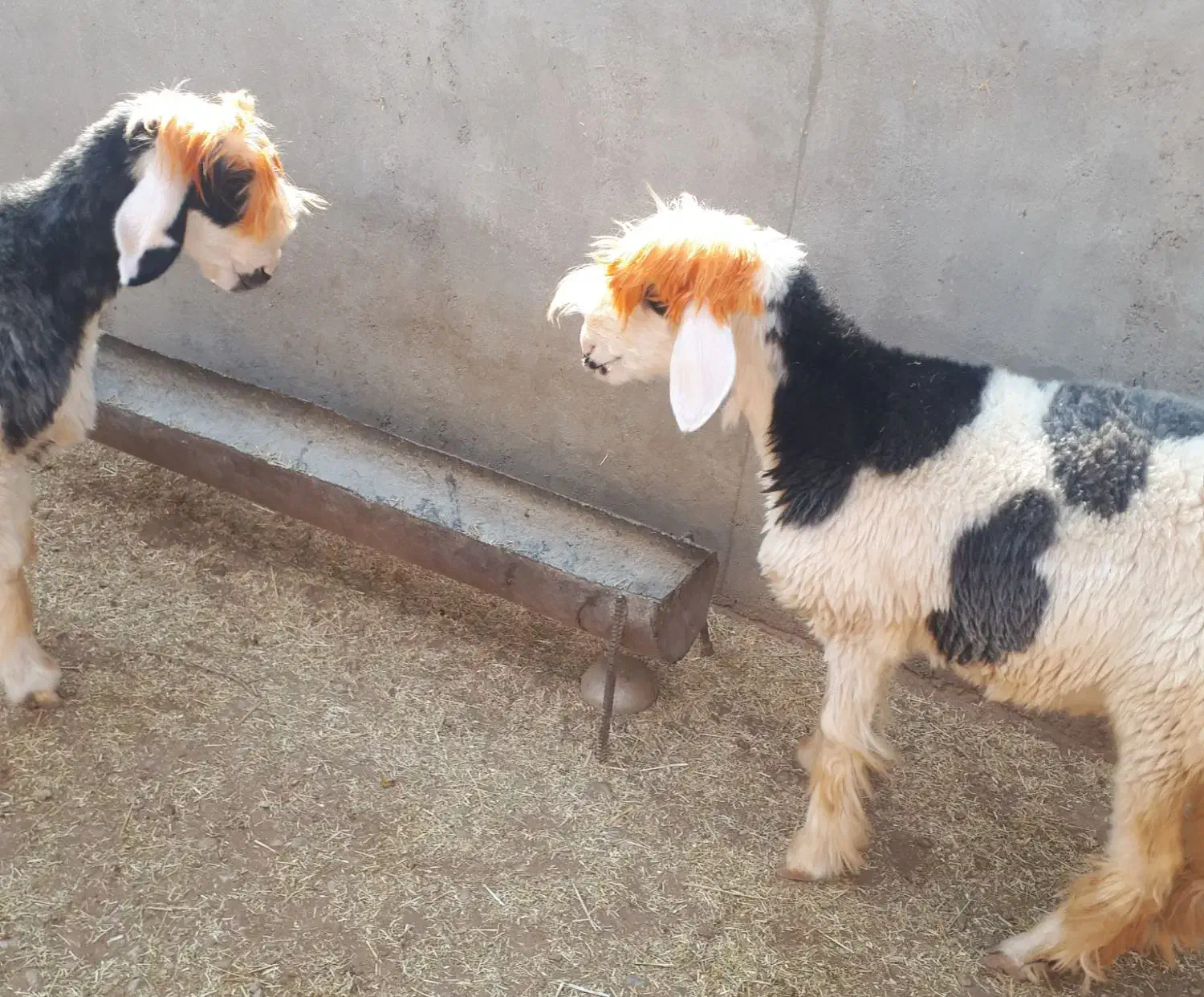 دو کوه ماده داشتی|حیوانات مزرعه|مسجد سلیمان, |دیوار