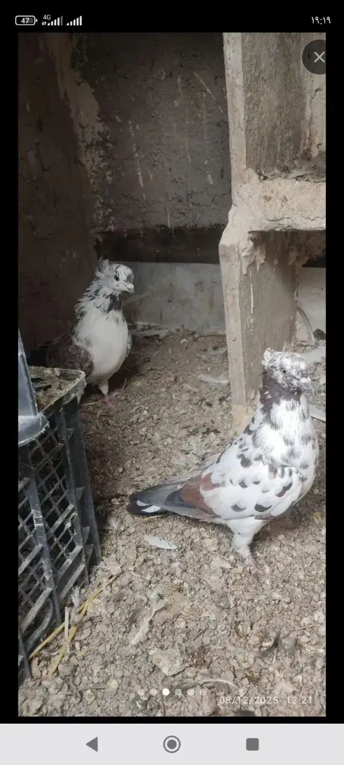 ۱۷‌تا‌طوقی|پرنده|اردبیل, |دیوار