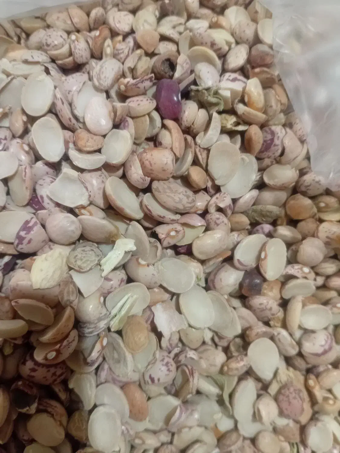 عدس|خوردنی و آشامیدنی|شیراز, تندگویان|دیوار