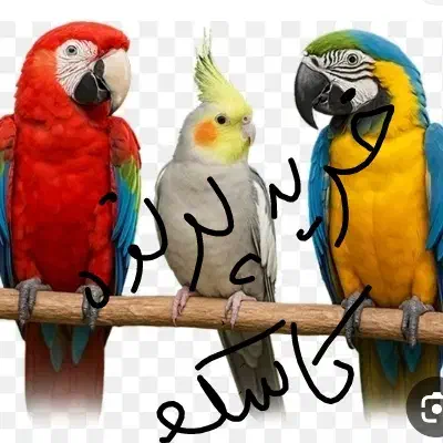 انواع پرندگان زینتی|پرنده|اصفهان, مولوی|دیوار