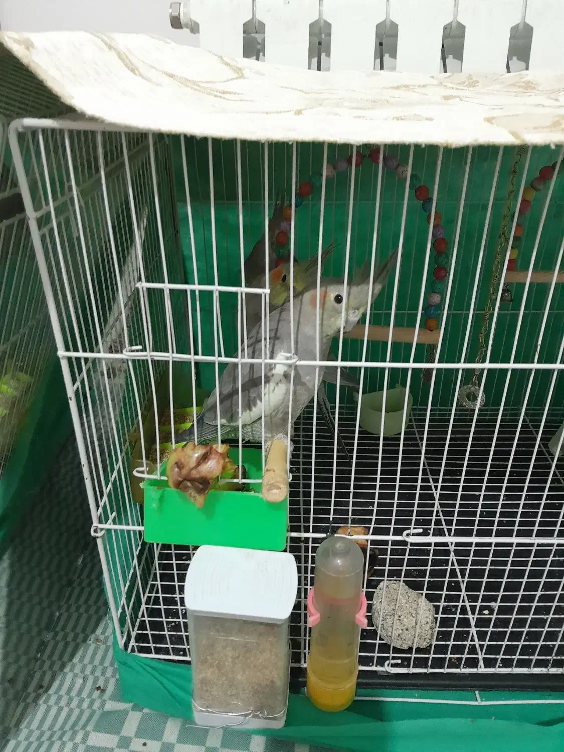 عروس هلندی|پرنده|گلبهار, شهر جدید گلبهار|دیوار