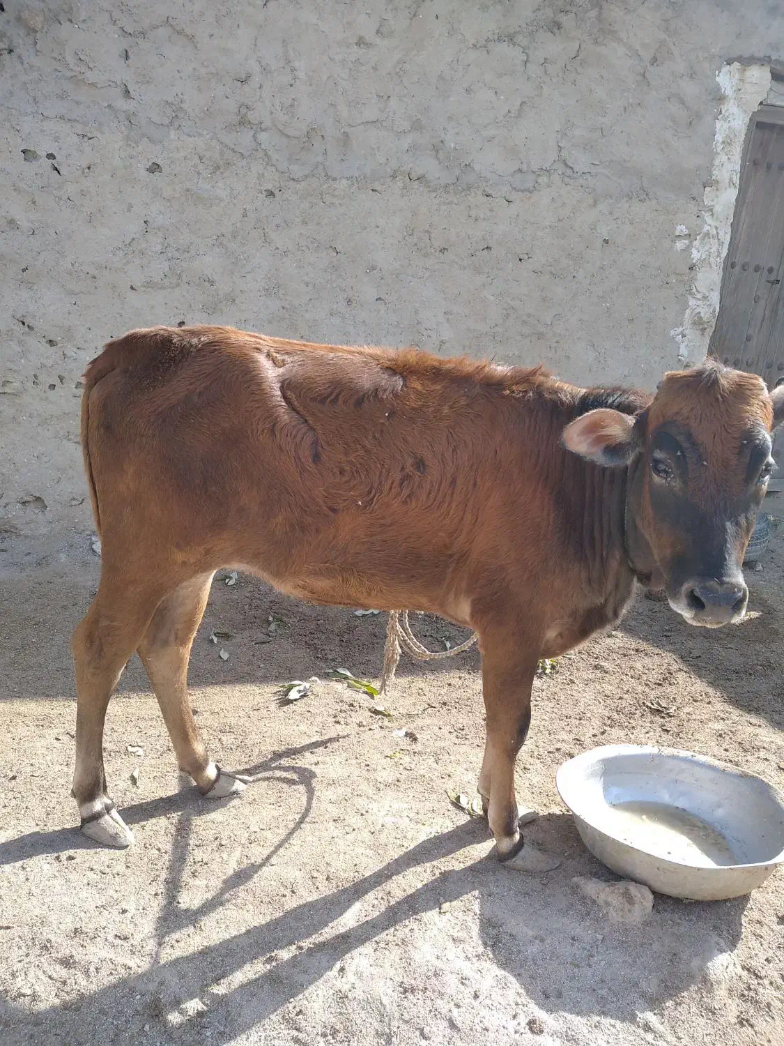 گوساله ماده|حیوانات مزرعه|قشم, |دیوار