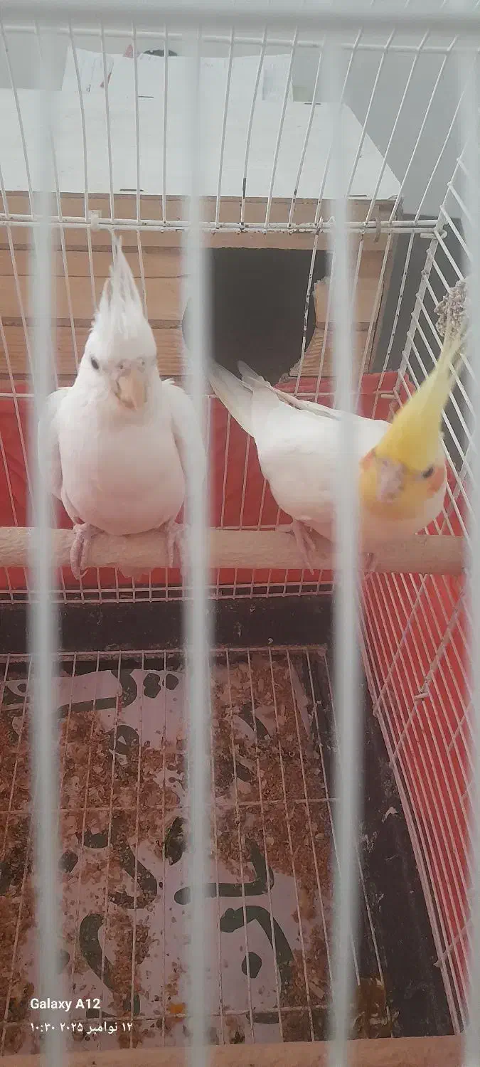 عروس هلندی|پرنده|تهران, فلسطین (میدان انقلاب)|دیوار