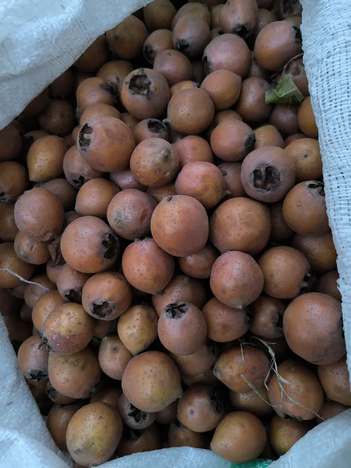 ازگیل (کنوس)|خوردنی و آشامیدنی|حویق, |دیوار