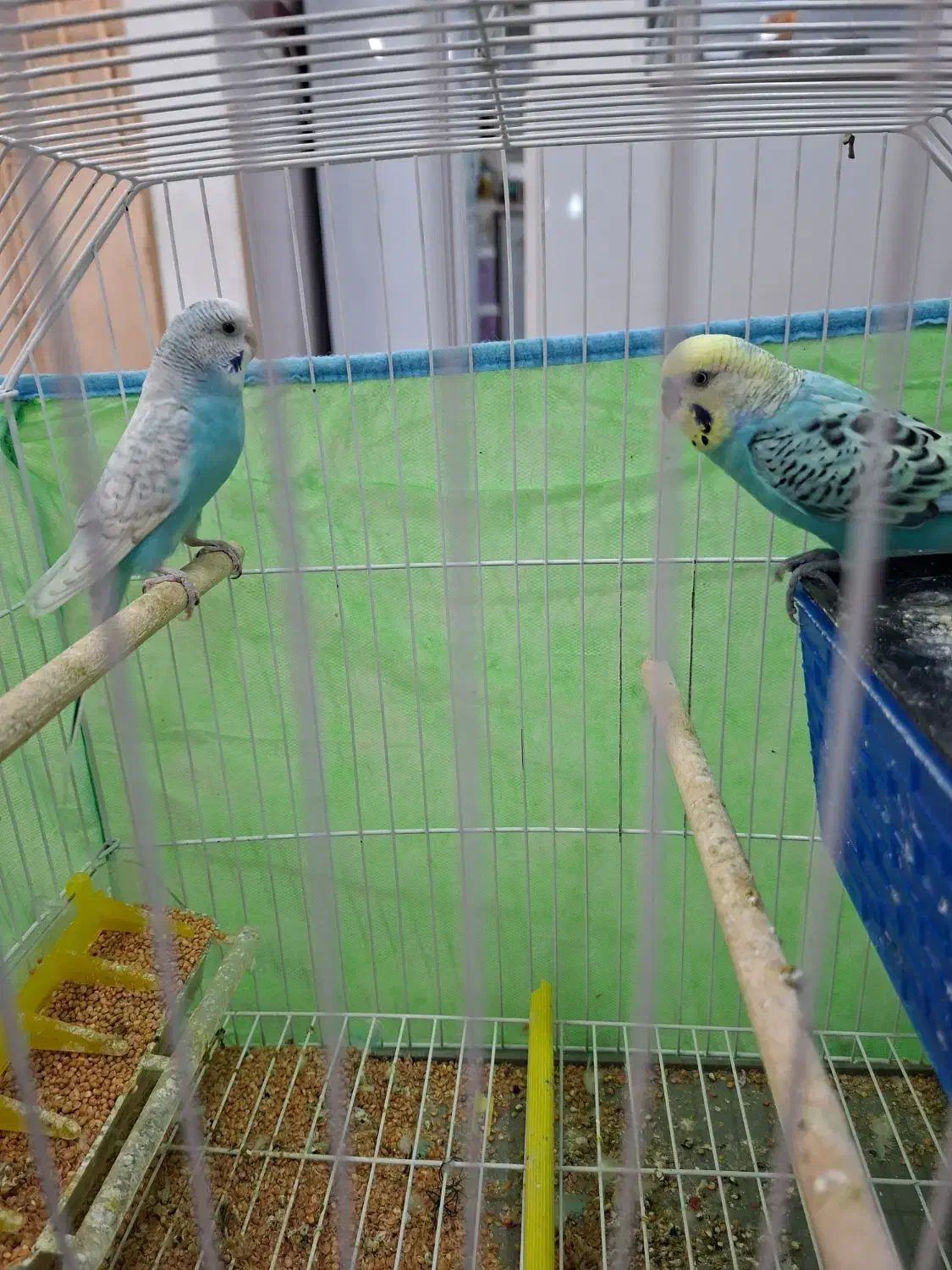 مرغ عشق نره ماده|پرنده|بندر ماهشهر, |دیوار