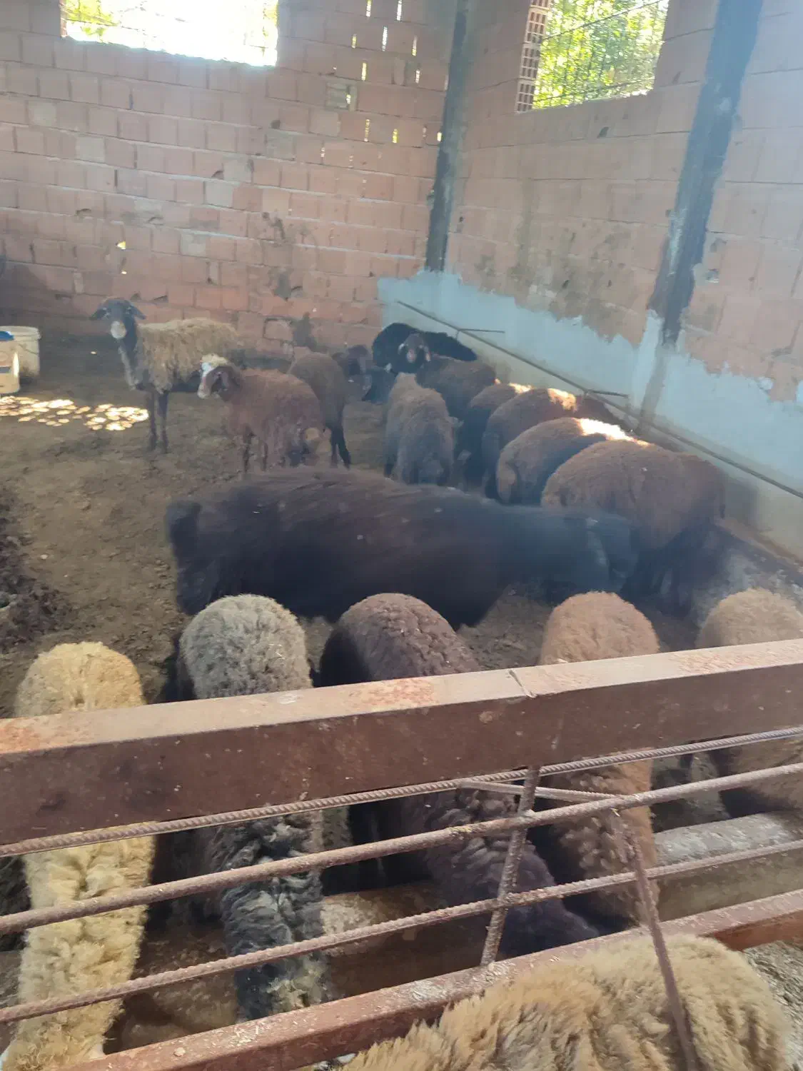 بره و میش و گوساله  و گاو گوساله دار|حیوانات مزرعه|ساری, |دیوار