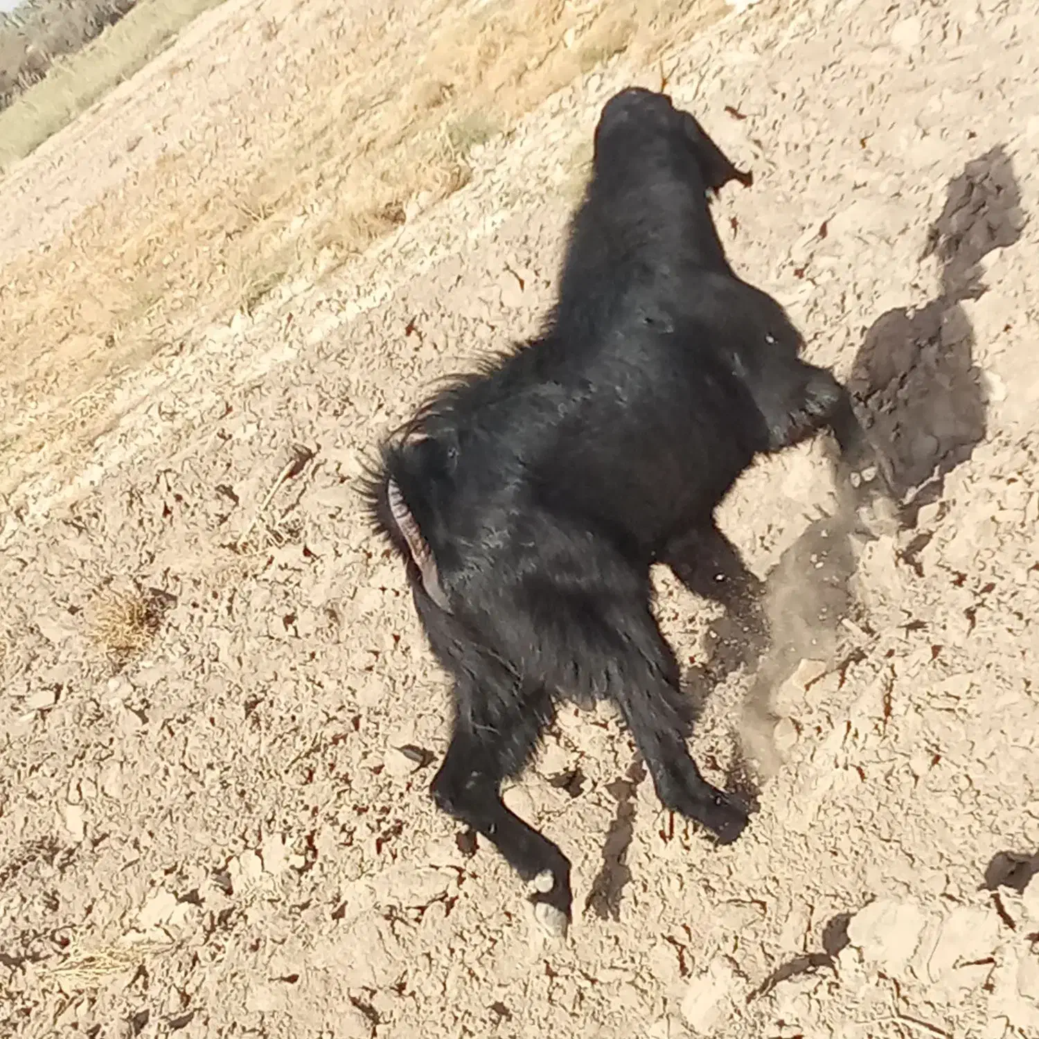 نری پاکستانی. اصل|حیوانات مزرعه|جیرفت, |دیوار