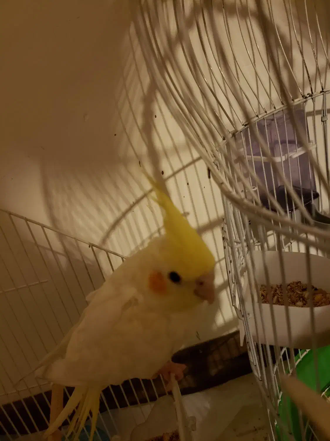 عروس هلندی|پرنده|قم, پردیسان|دیوار