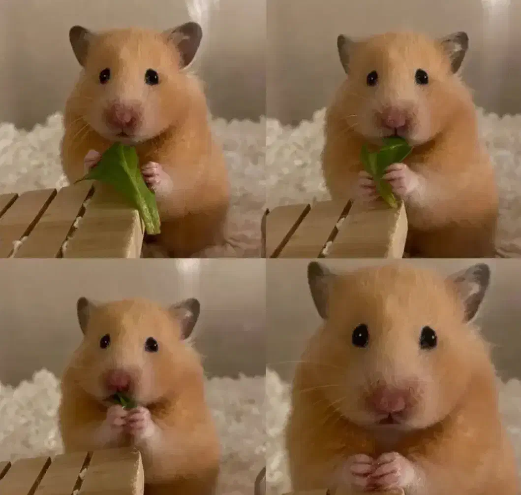 همسترهای فسقلی .بندانگشتی هدیه جذاب ودوستداشتنی|موش و خرگوش|اصفهان, بهاران|دیوار