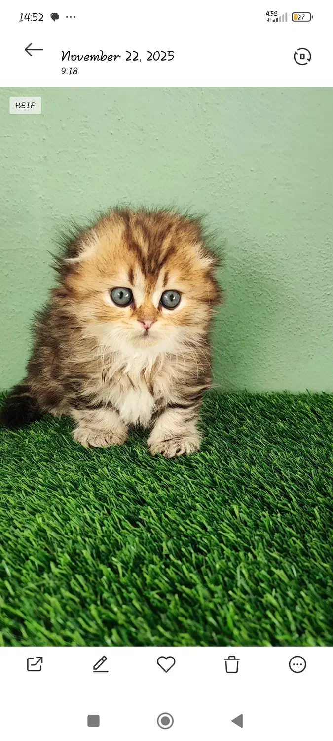 گربه اسکاتیش|گربه|بابل, |دیوار