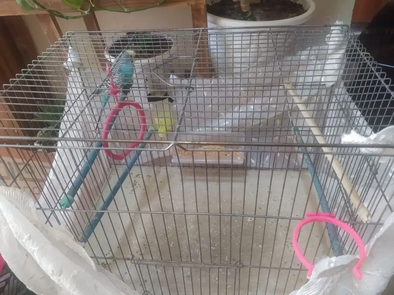 مرغ عشق با قفس|پرنده|برخوار, |دیوار