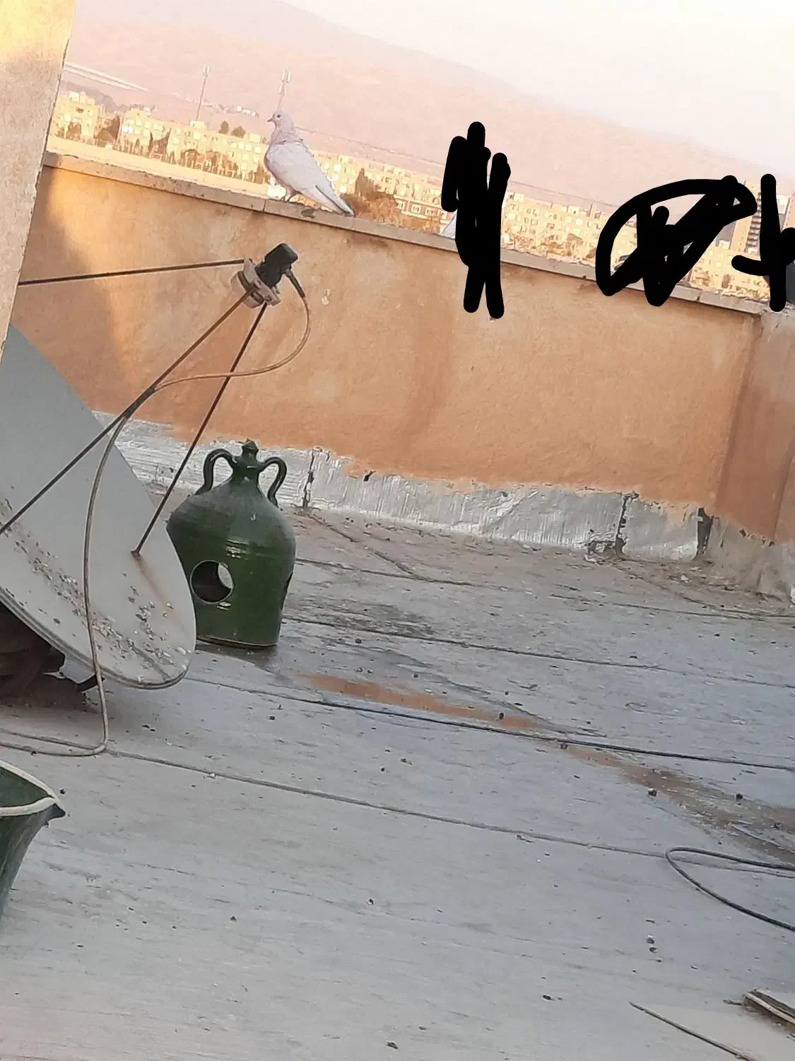 کفتر گم شده|حیوانات|پاکدشت, پاکدشت (مامازند)|دیوار