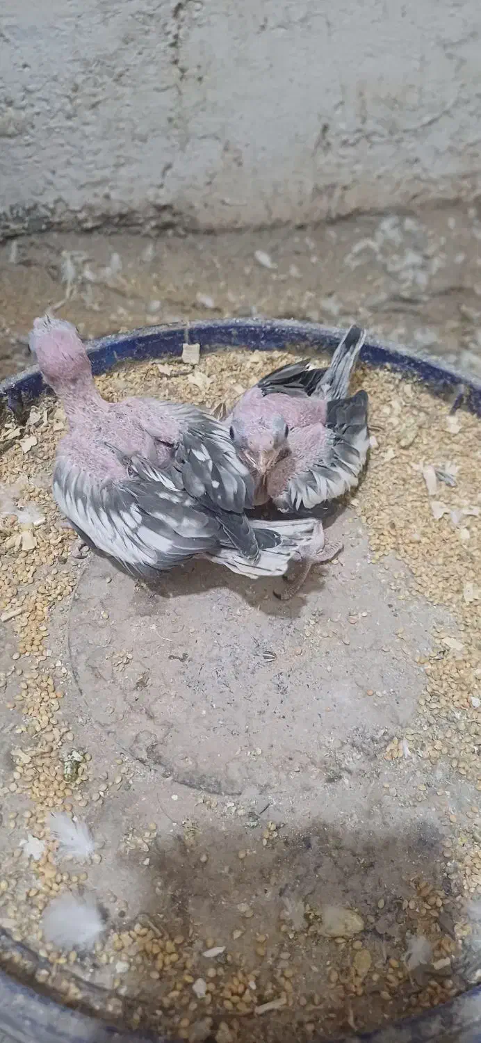 جوجه ایزابلا|پرنده|خان ببین, |دیوار