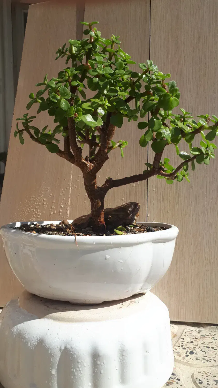 بونسای  درختچه خرفه یا جید بن سای|گل و گیاه طبیعی|کرمانشاه, |دیوار