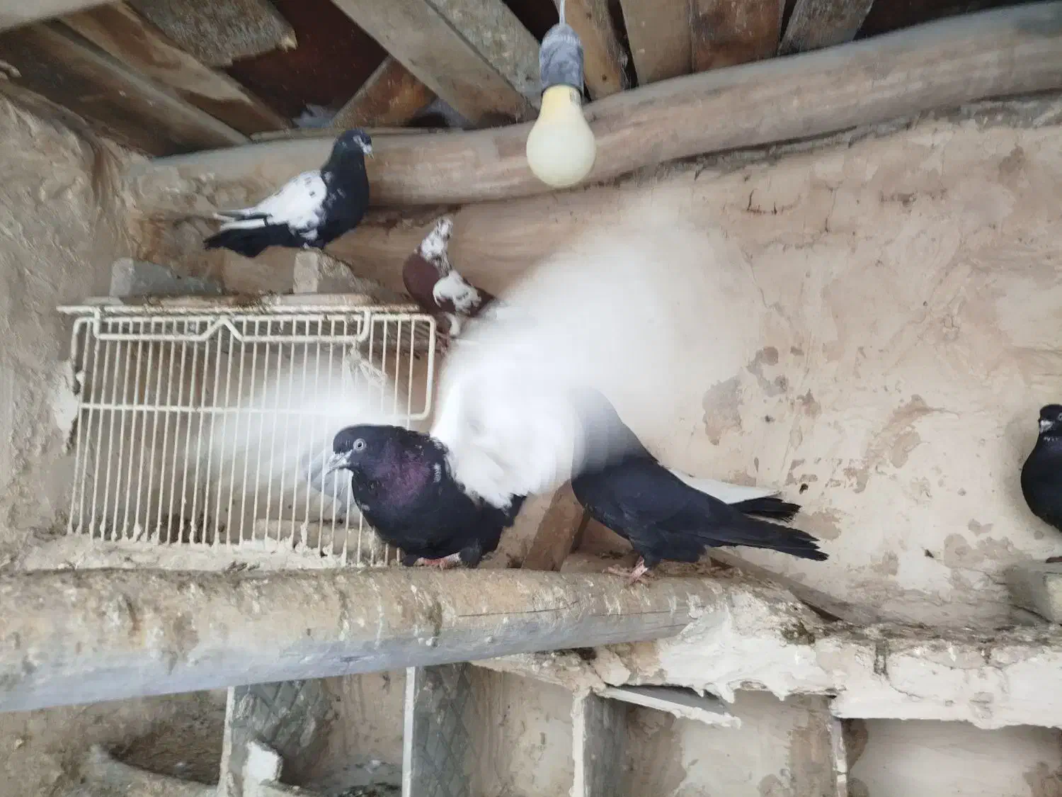 کبوتر سیه سیاه و سفید|پرنده|لیلان, |دیوار