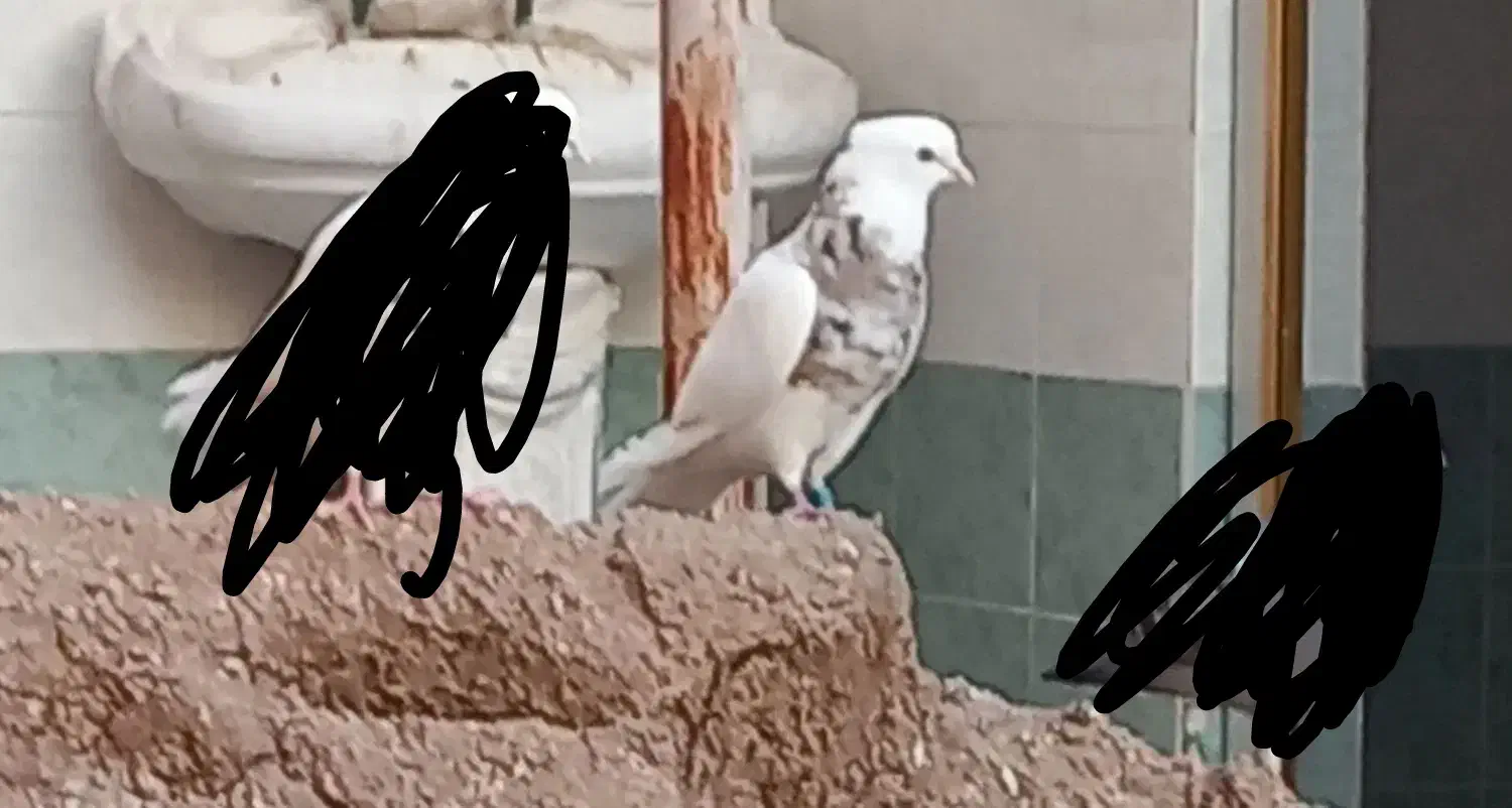 گمشده|پرنده|گتوند, |دیوار