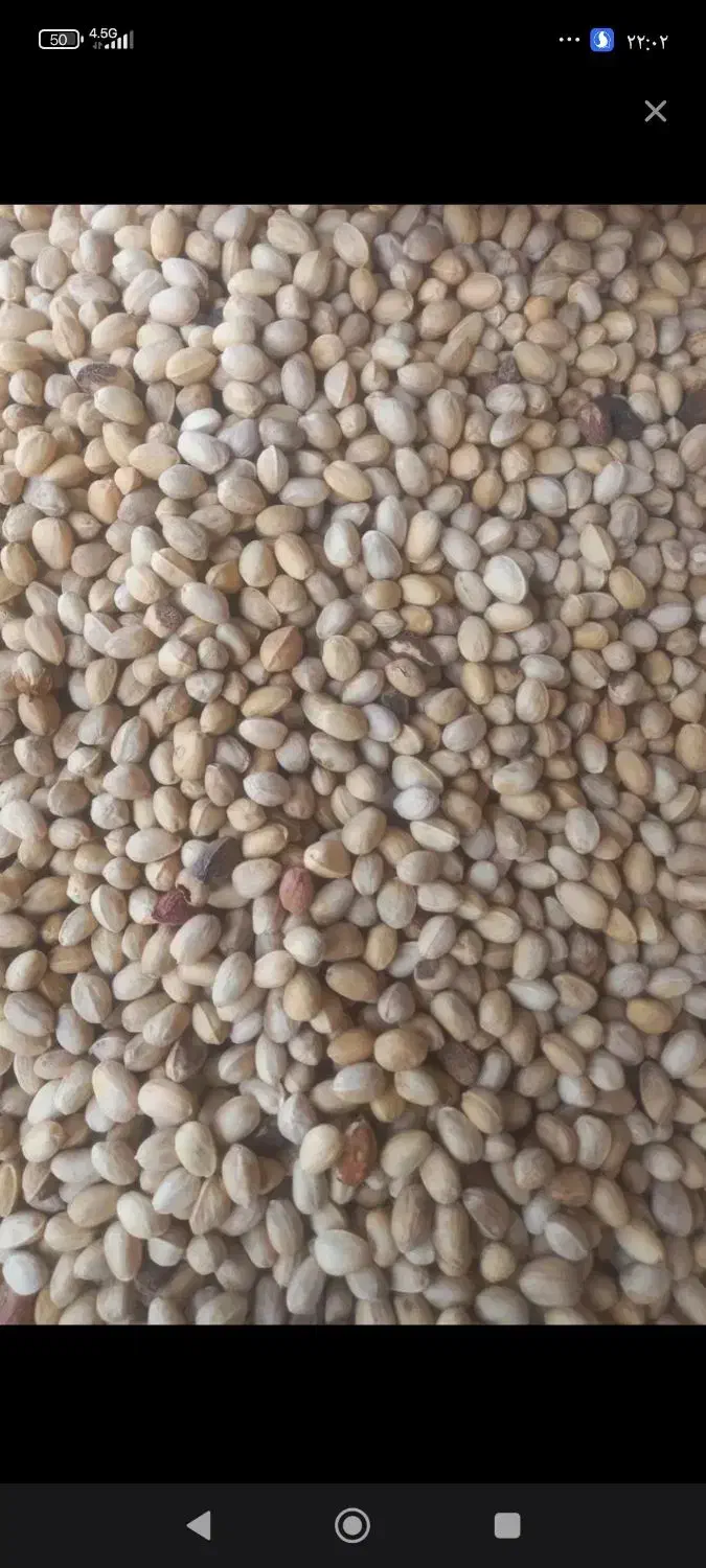 خرید پسته پوک|خدمات باغبانی و درختکاری|زرند, |دیوار