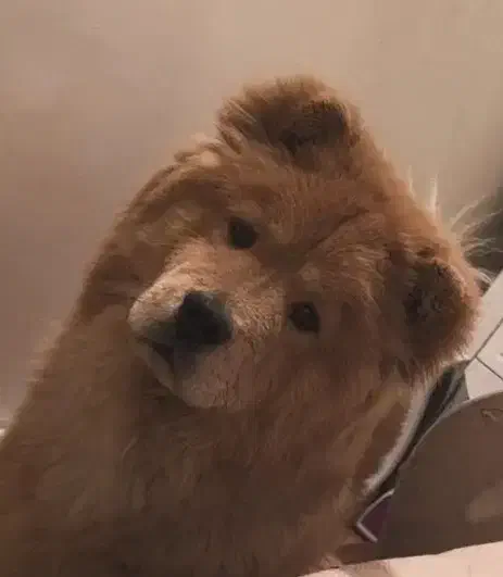 سگ چاو چاو|سگ|تبریز, |دیوار