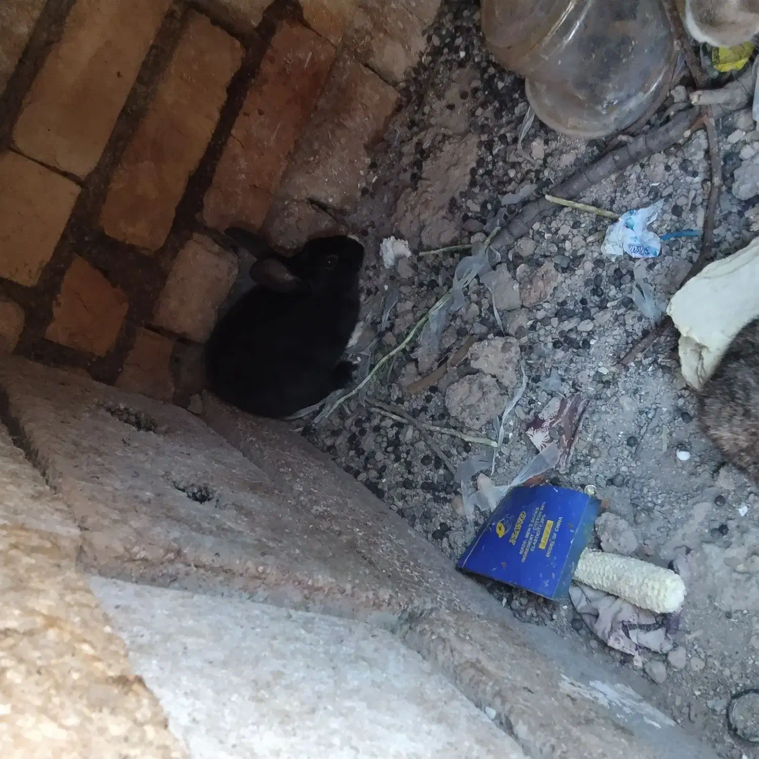 خرگوش|موش و خرگوش|لردگان, |دیوار