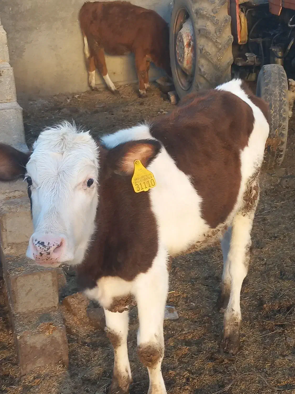 گوساله سیمینتال|حیوانات مزرعه|دلند, |دیوار