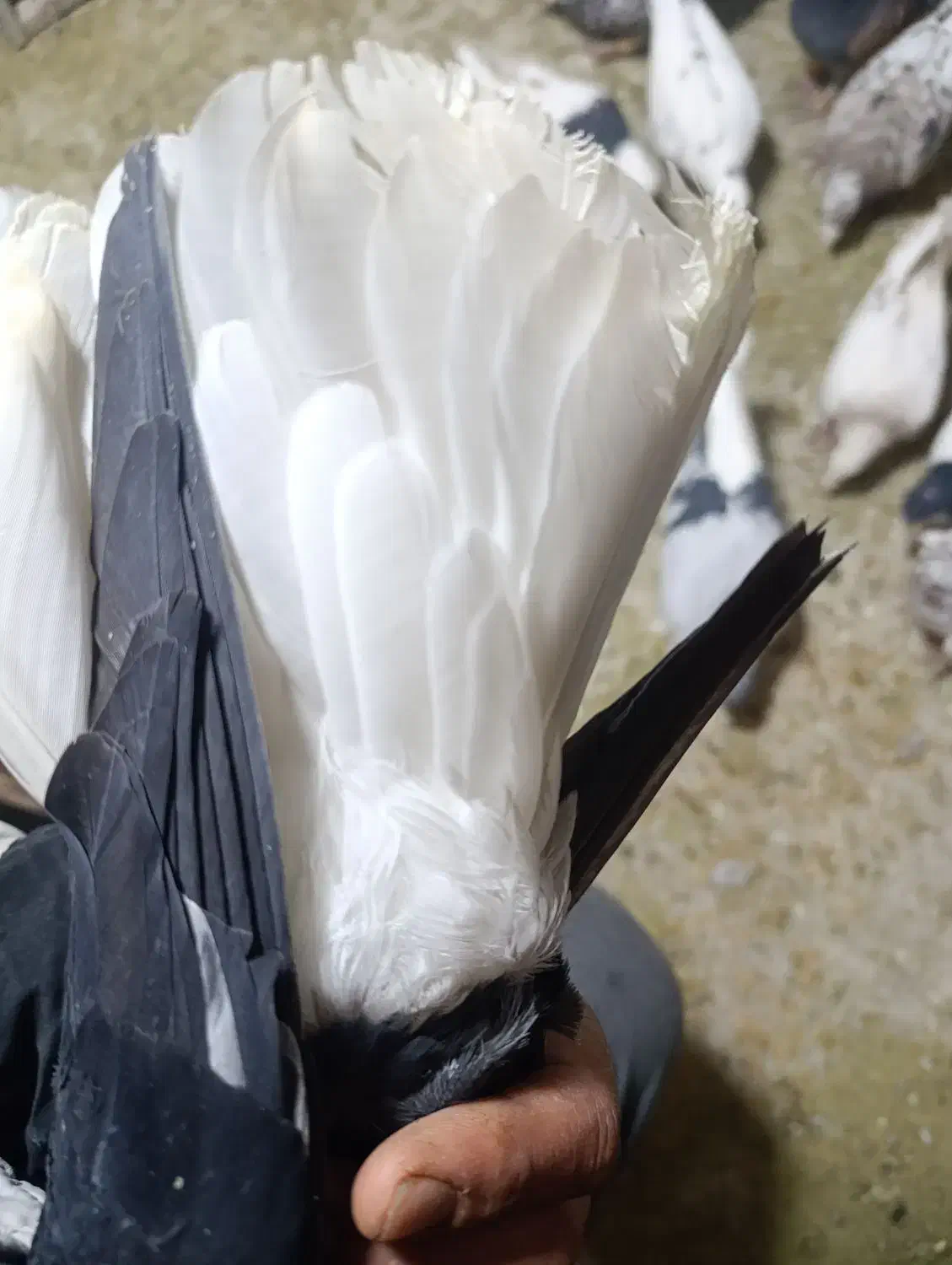 کبوتر|پرنده|اشتهارد, |دیوار