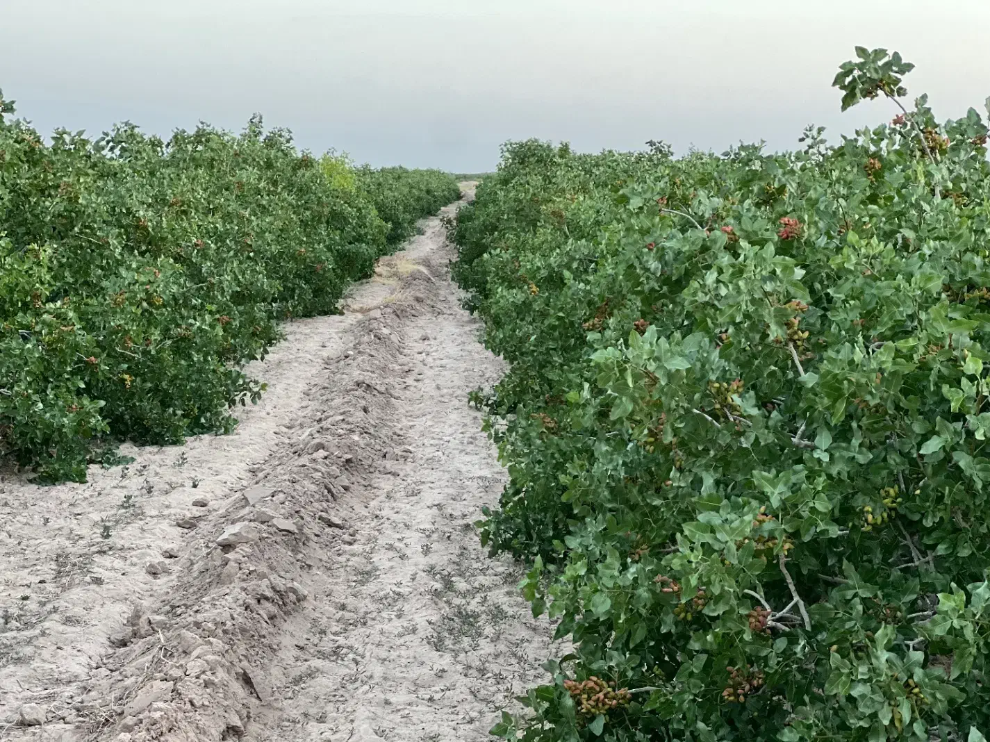 فروش زمین پسته ای مرغوب|فروش دفتر صنعتی، کشاورزی، تجاری|شهر بابک, |دیوار