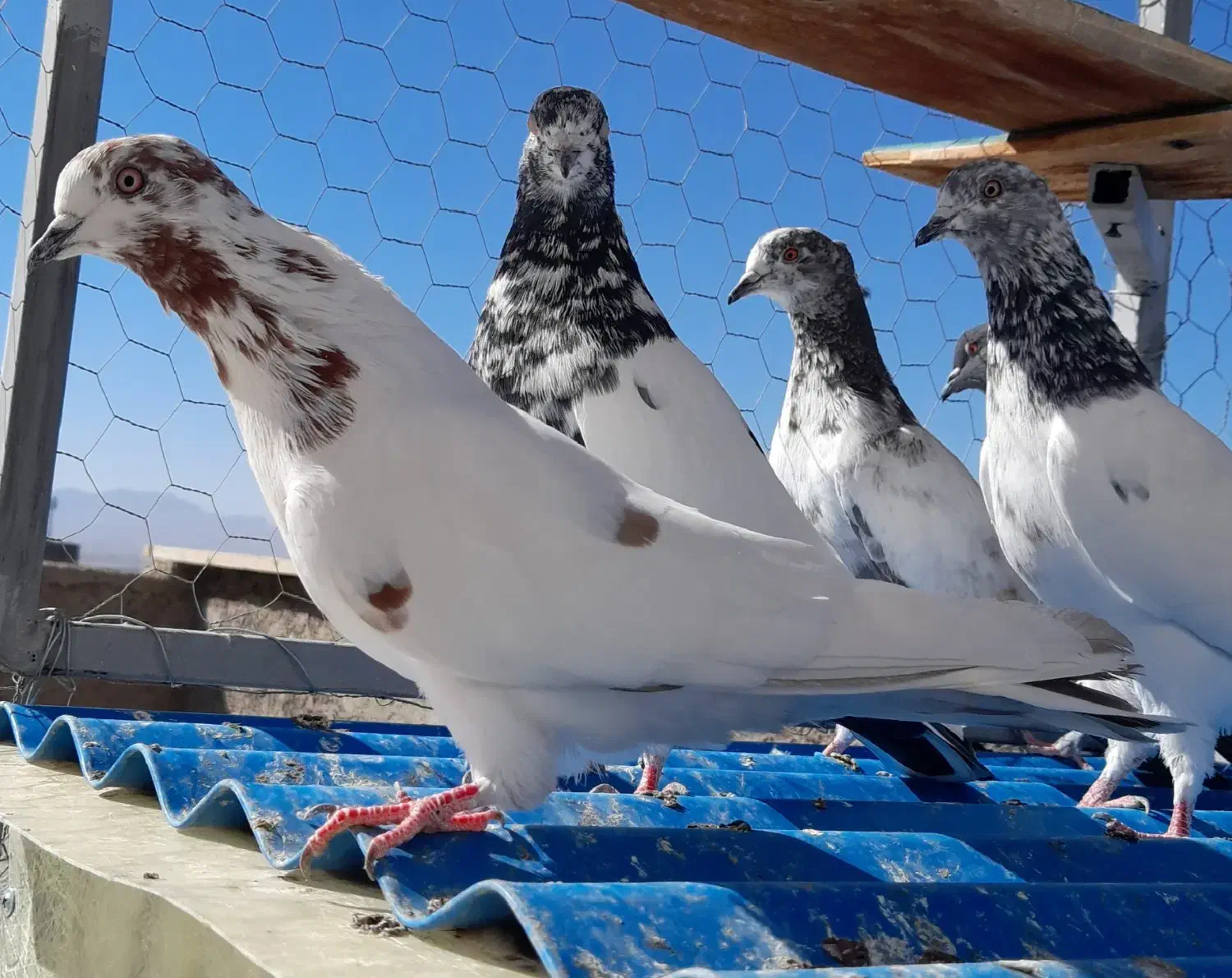 کبوتر ماده|پرنده|زنجان, |دیوار