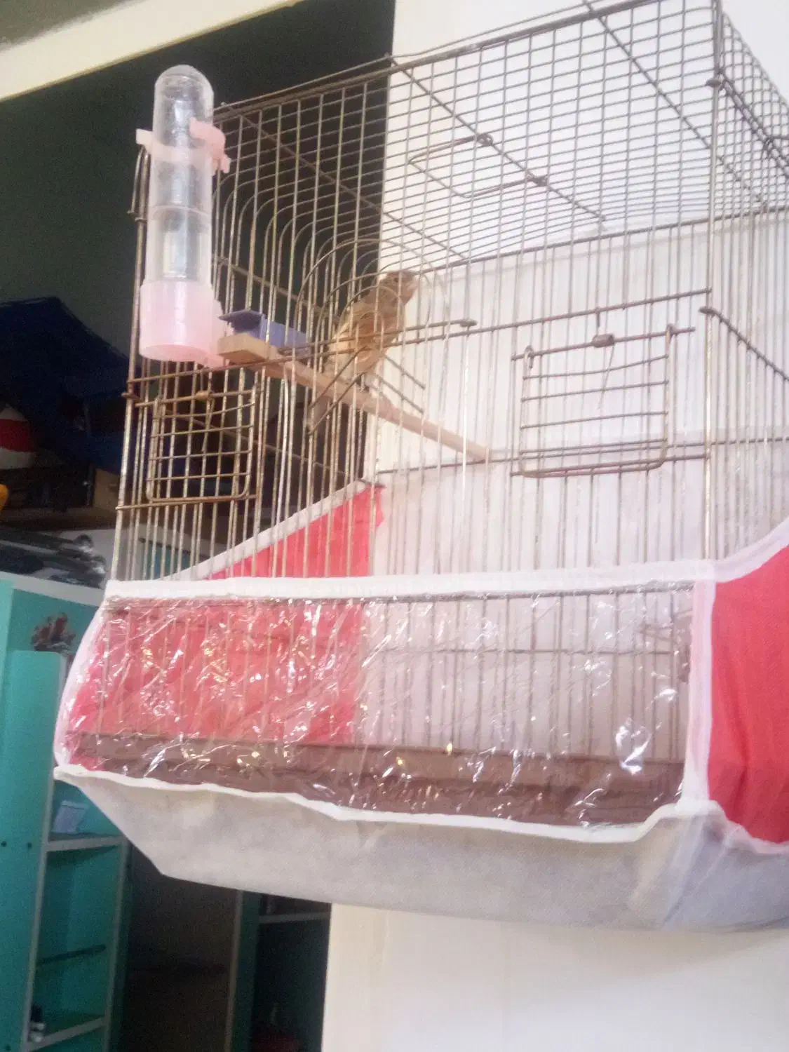 یک عدد قناری نر|پرنده|تبریز, |دیوار