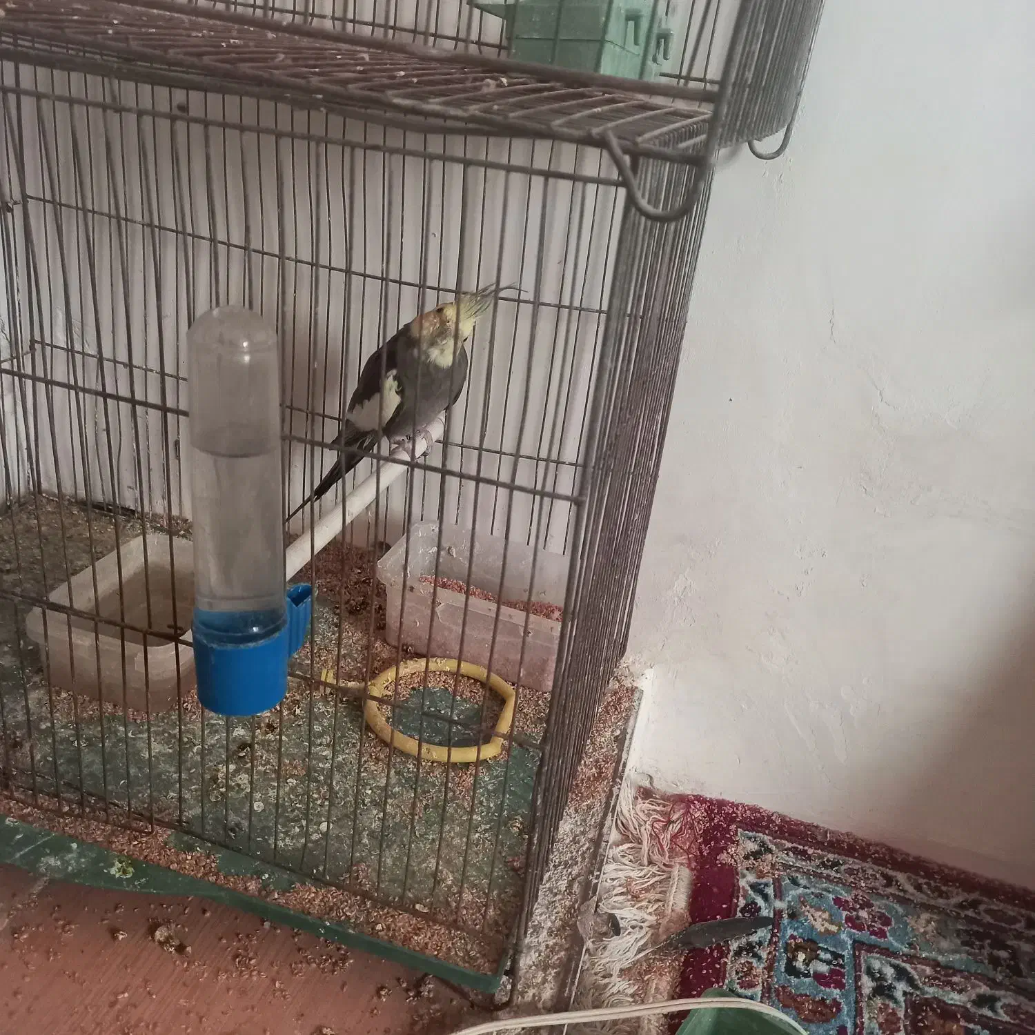 یک جفت عروس هلندی|پرنده|باروق, |دیوار