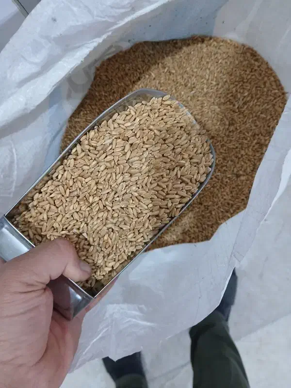 گندم مرغی|خوردنی و آشامیدنی|مشکین‌دشت, |دیوار