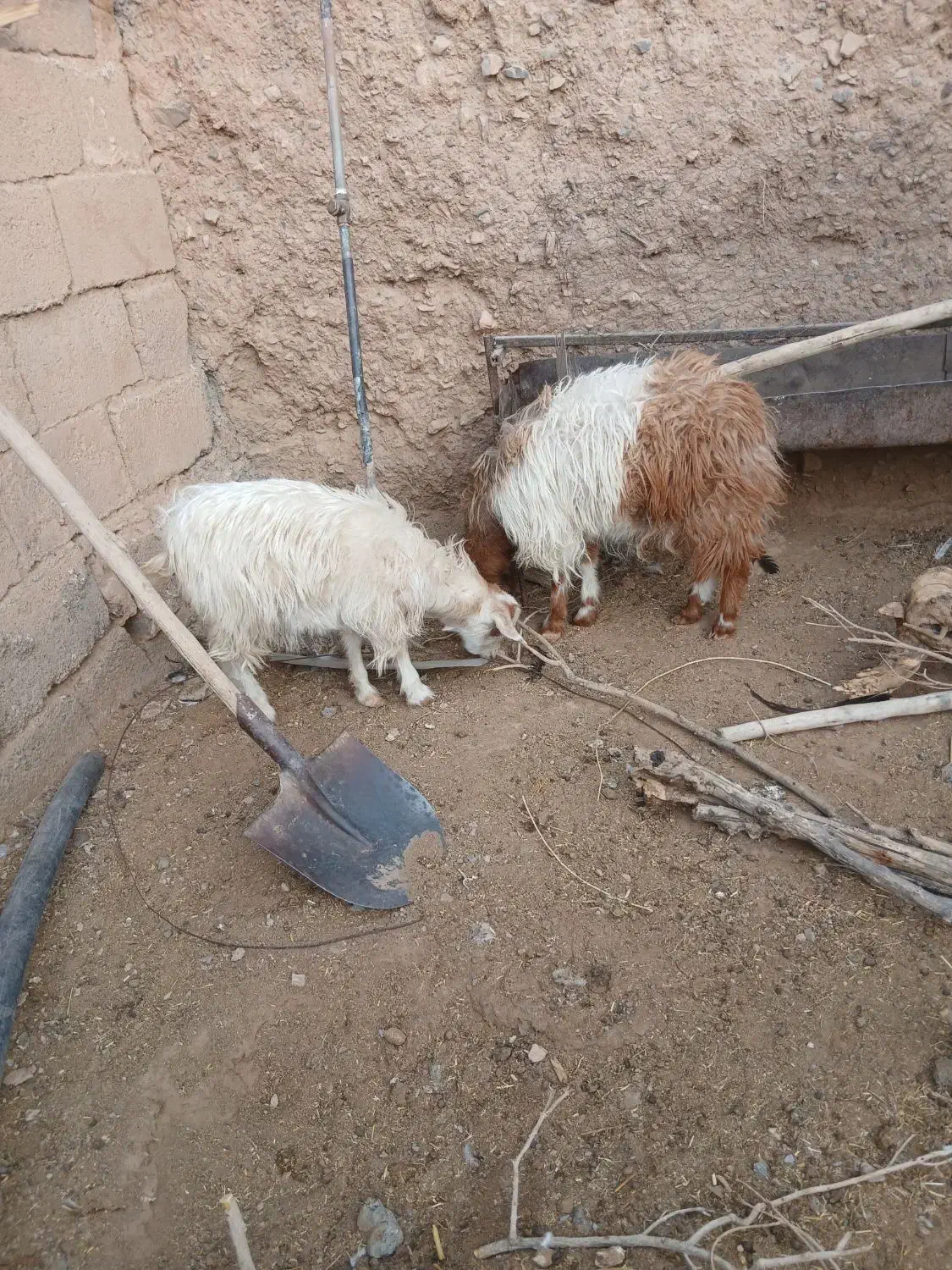 بزغاله دوقلو|حیوانات مزرعه|بجستان, |دیوار