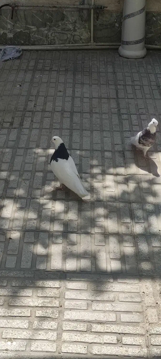 کبوتر طوقی|پرنده|ری, شهادت|دیوار