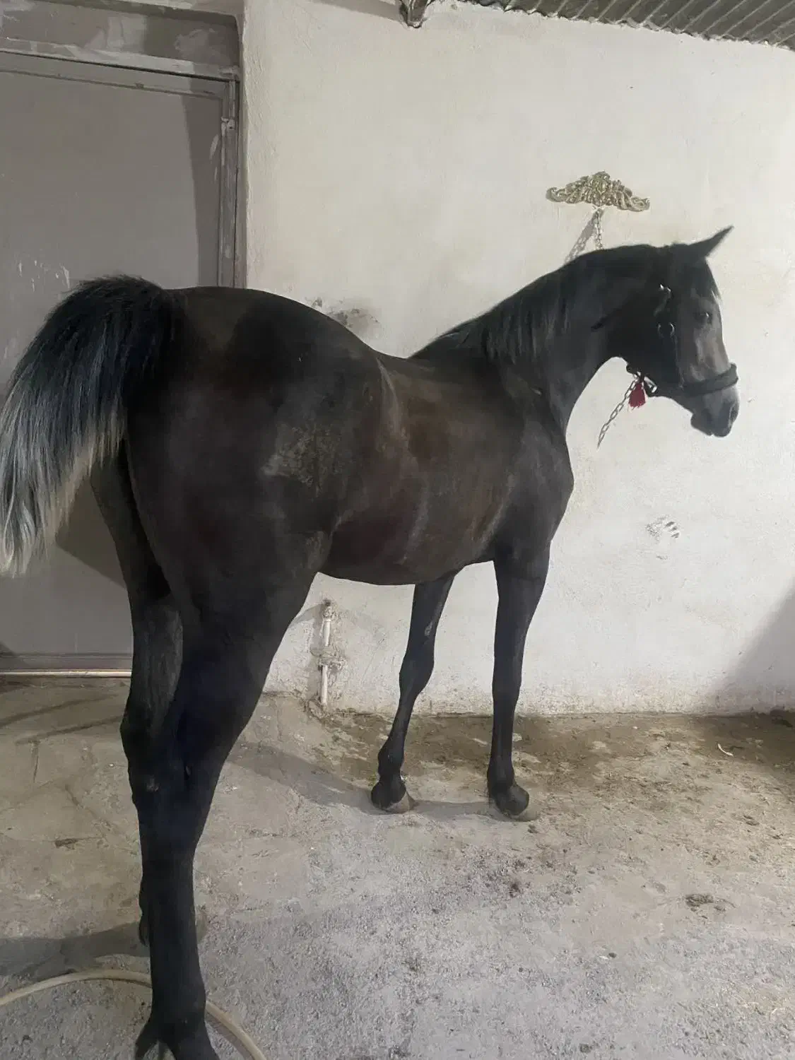 کره مادیون نیله ترکی|اسب و تجهیزات اسبسواری|ساوه, |دیوار