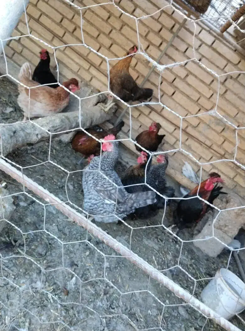 پنج مرغ محلی تخم گذار و دو خروس|حیوانات مزرعه|شوشتر, |دیوار