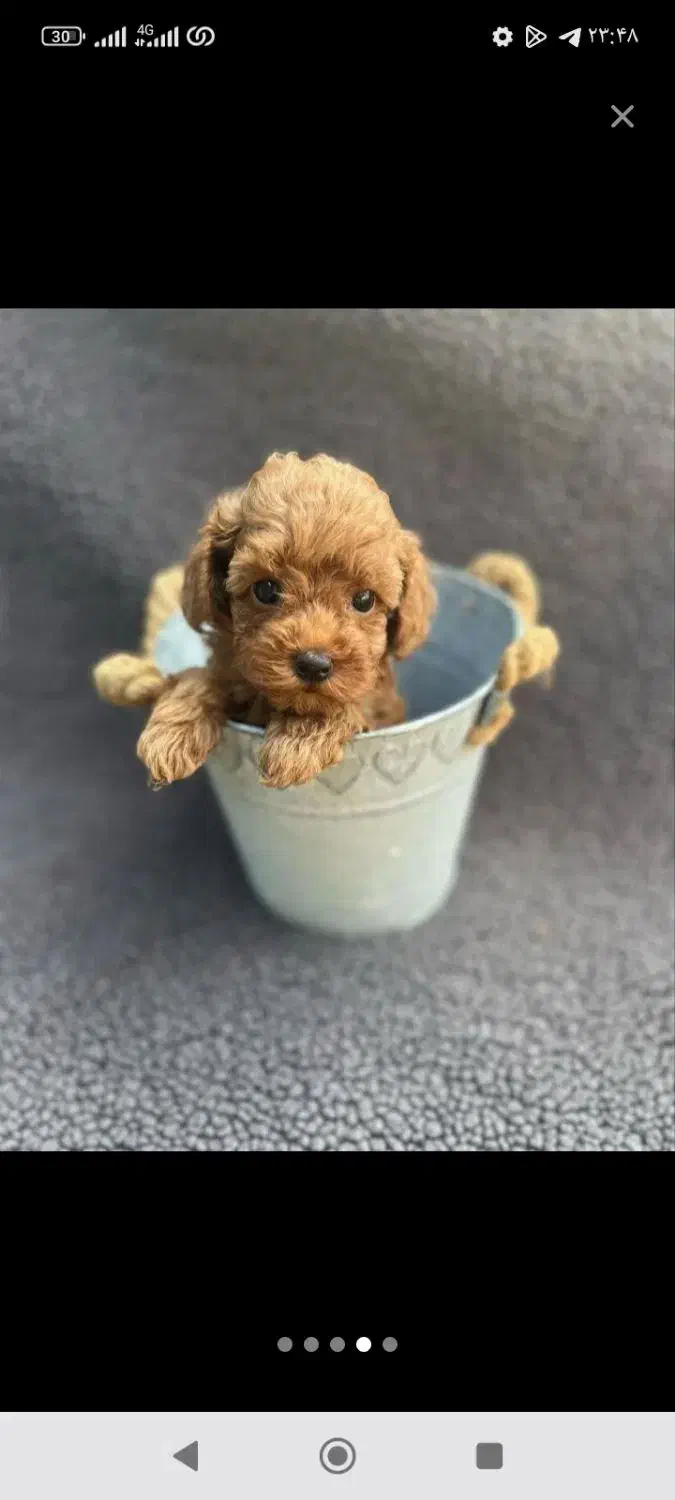 توی فرفری تاینی فر پودل زیر قیمت همه جا|سگ|مشهد, وکیل‌آباد|دیوار