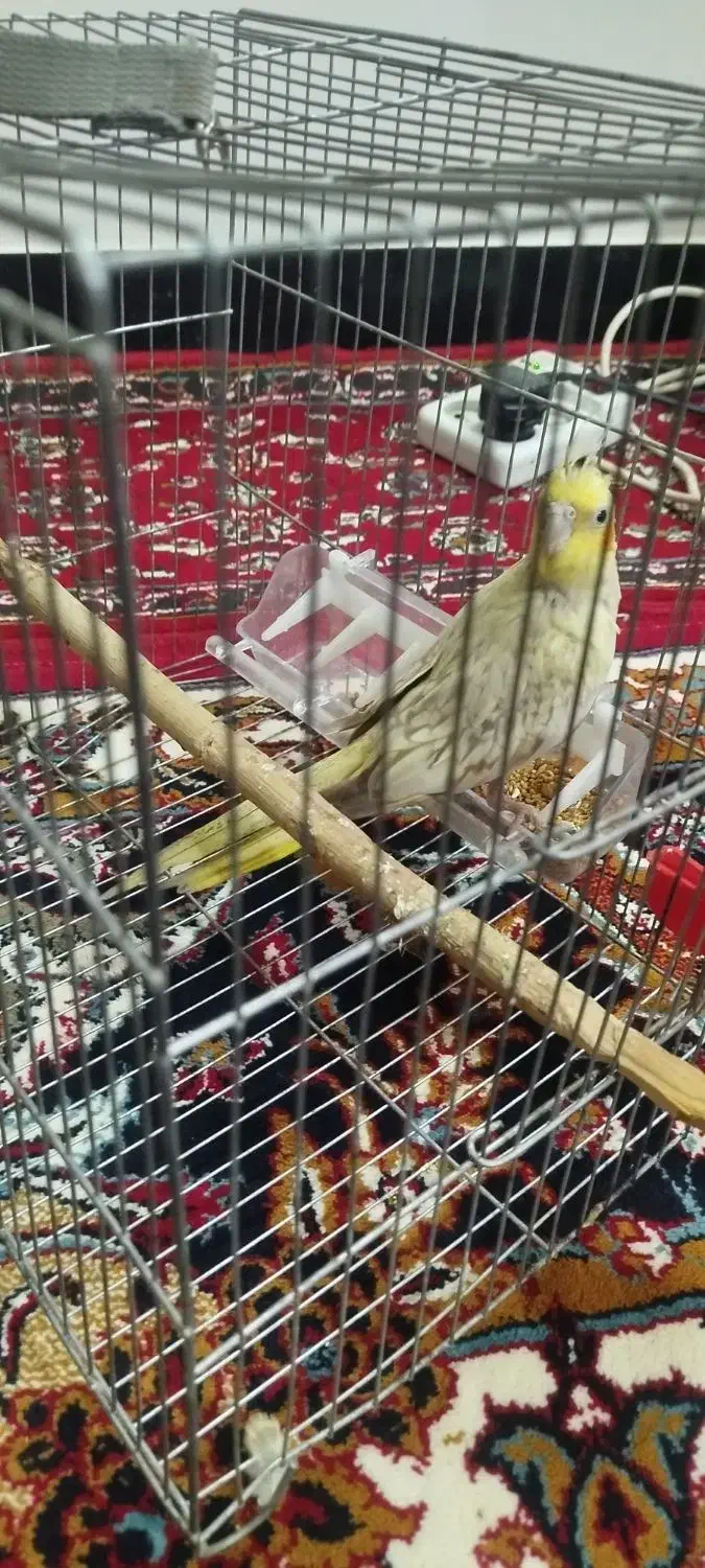 عروس هلندی نر|پرنده|نورآباد, |دیوار