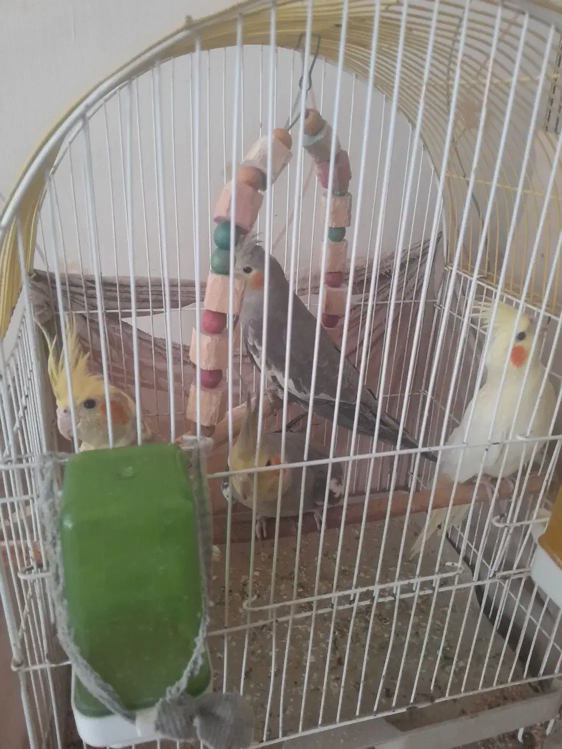 آروم|پرنده|کرج, کوی امامیه|دیوار