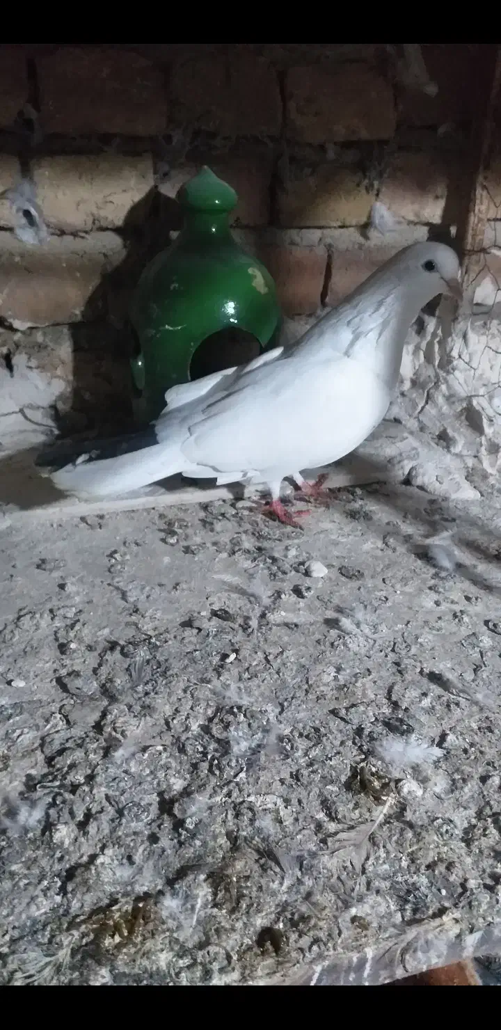 نژاد قدیم|پرنده|پارسآباد, |دیوار