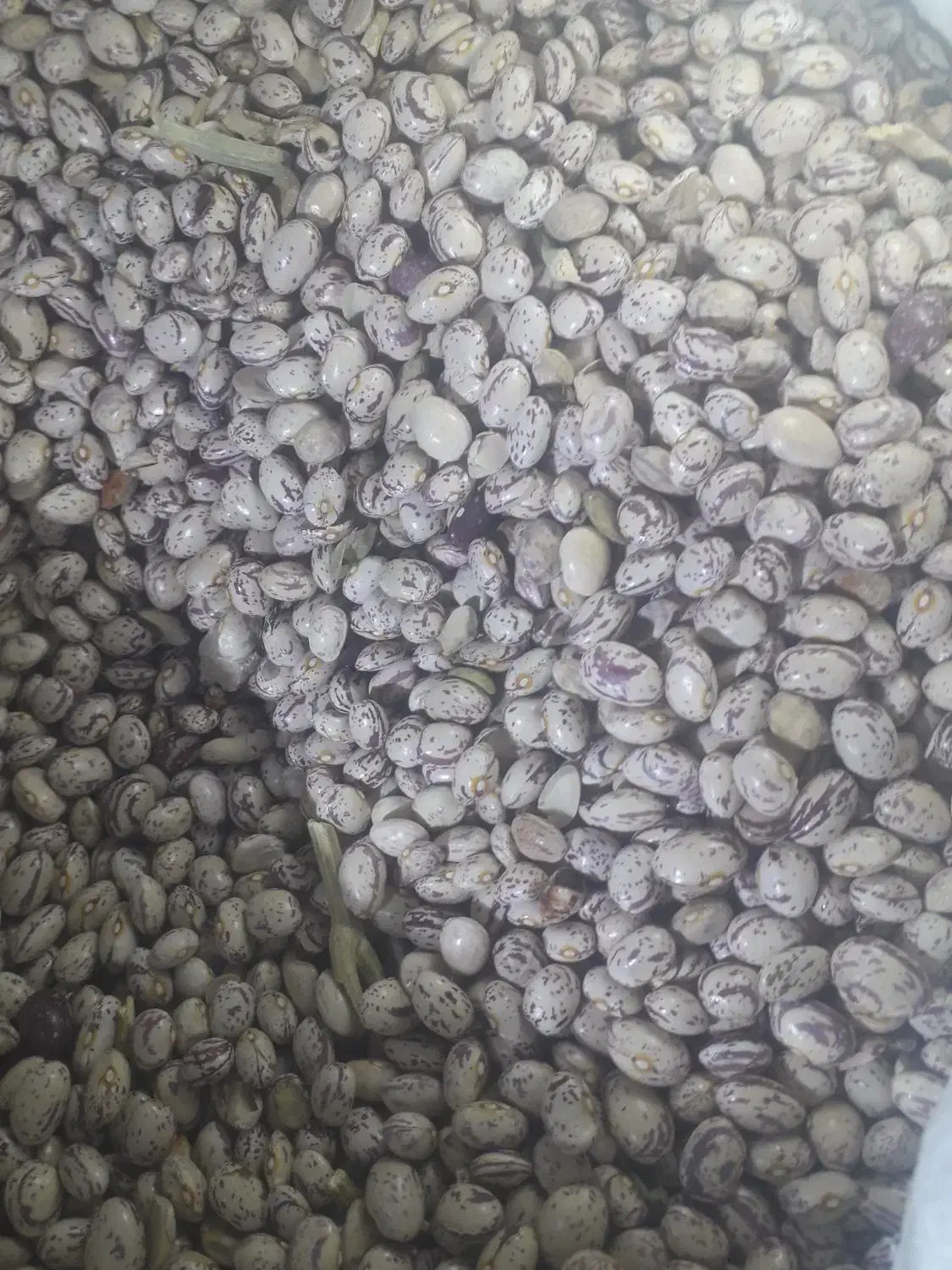 فروش لوبیا چیتی|عمدهفروشی|دامغان, |دیوار