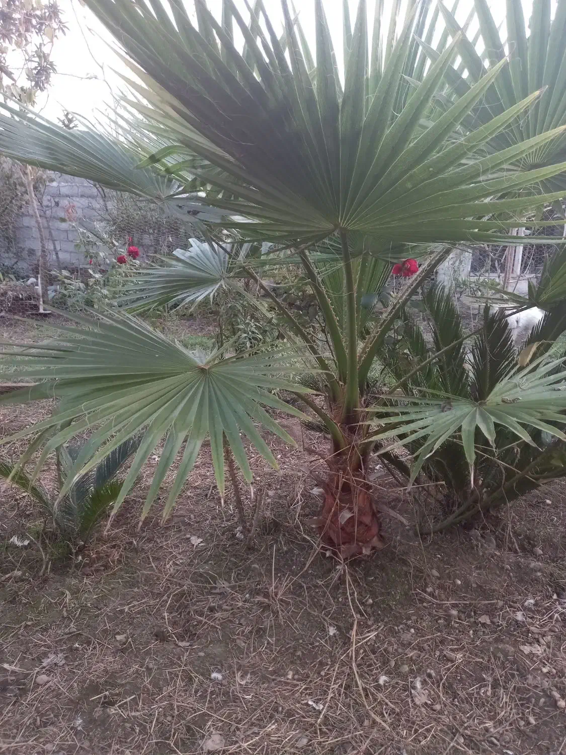 پالم واشنگتون تنه قرمز|گل و گیاه طبیعی|رشت, فرودگاه سردار جنگل رشت|دیوار