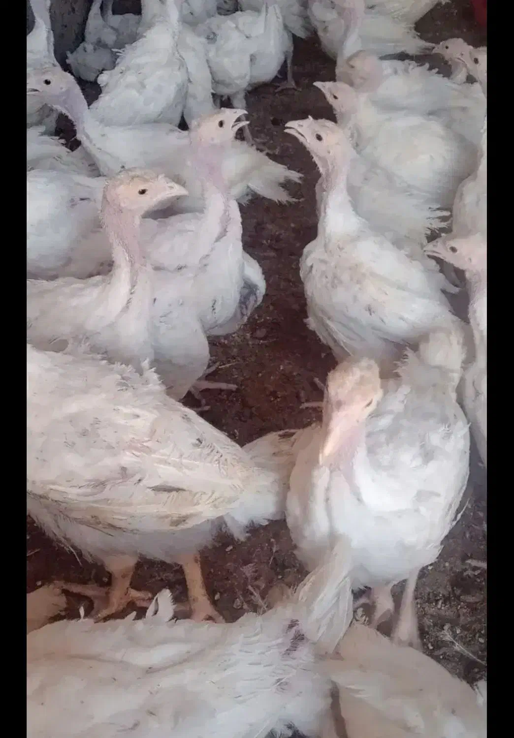 بوقلمون بیوتی|حیوانات مزرعه|همدان, |دیوار