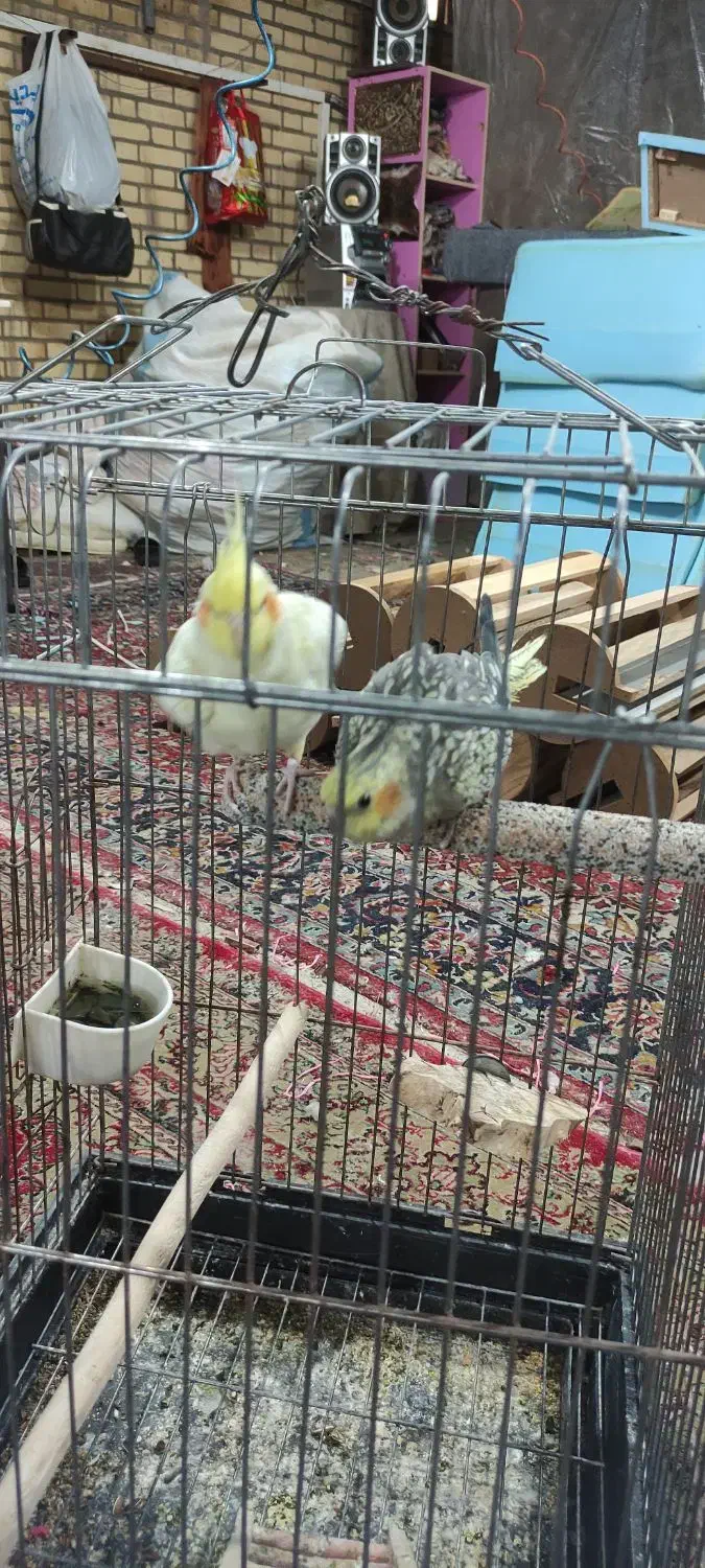 دو عدد عروس هلندی|پرنده|محمدشهر, شهرک چمران|دیوار