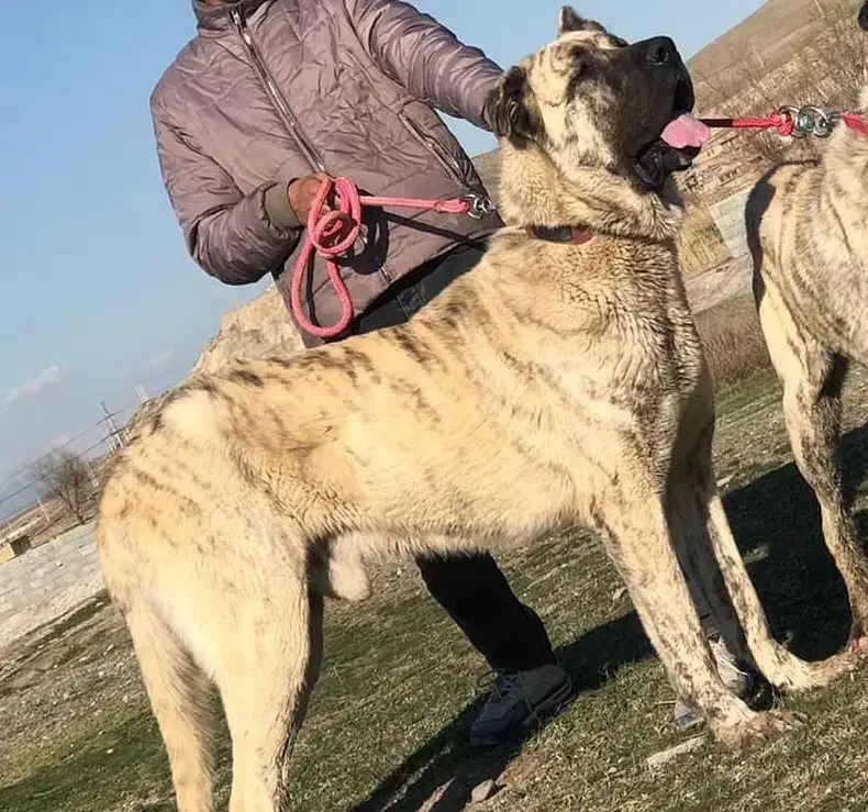 گمشده|حیوانات|ارومیه, |دیوار