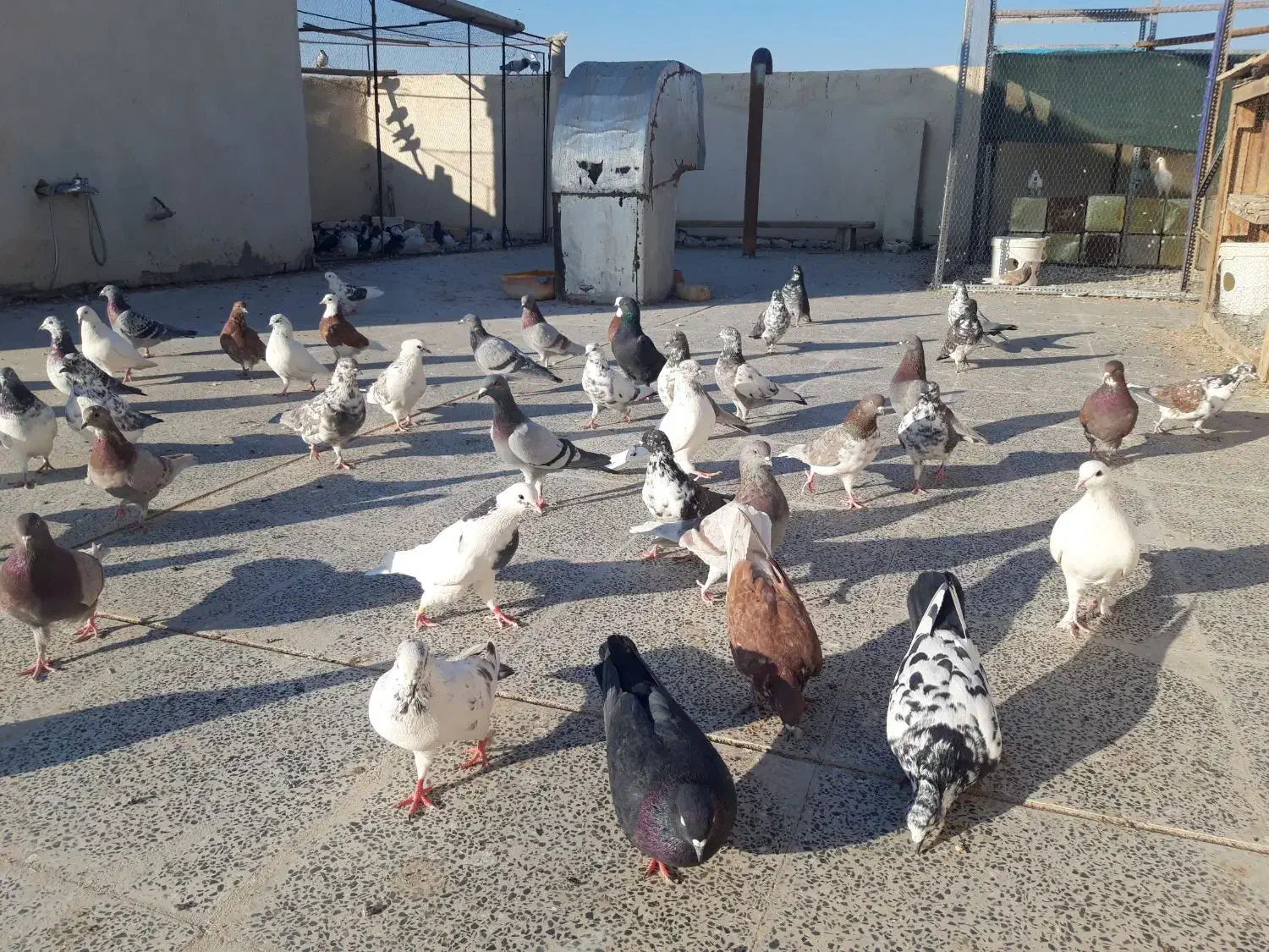 کبوتر تهرانی|پرنده|برخوار, |دیوار