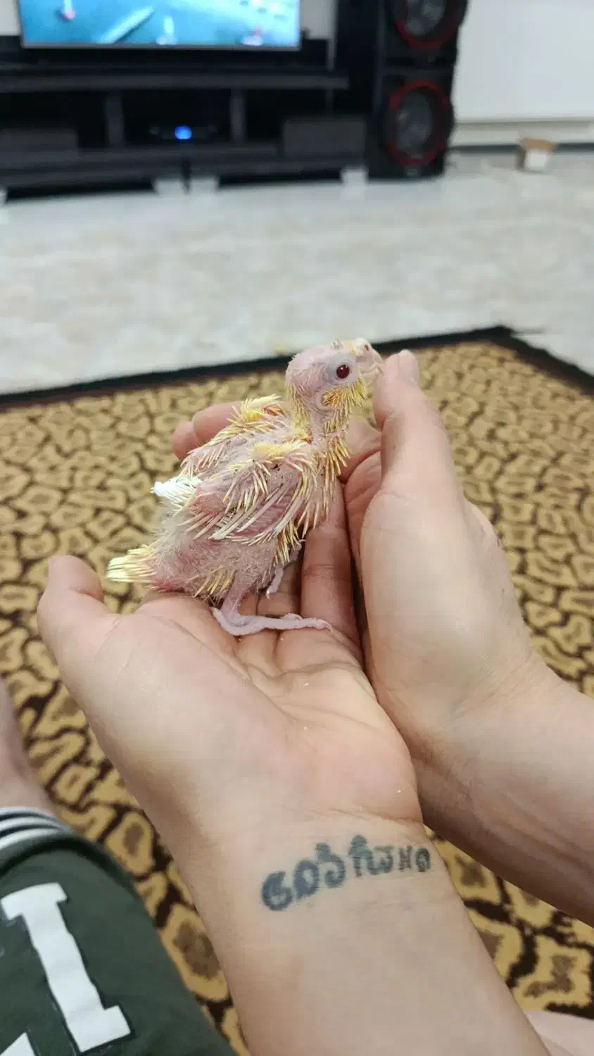 عروس هلندی گمشده|حیوانات|اندیشه, شهرک مریم|دیوار