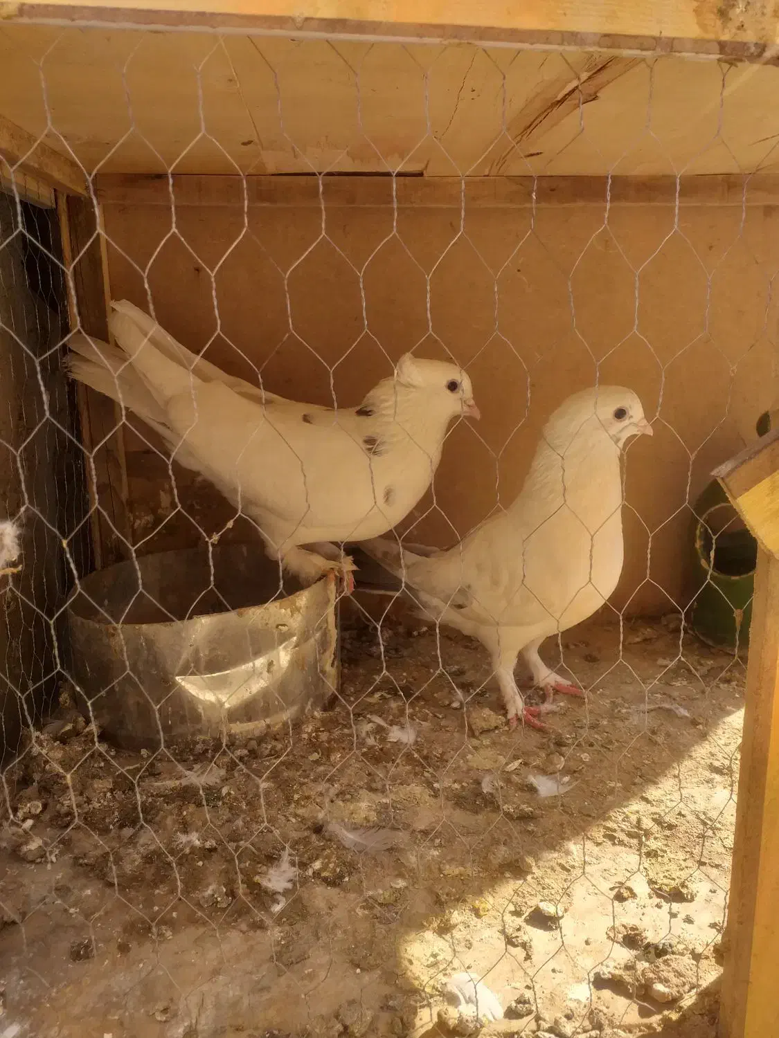 کبوتر|پرنده|پاکدشت, پاکدشت (مامازند)|دیوار