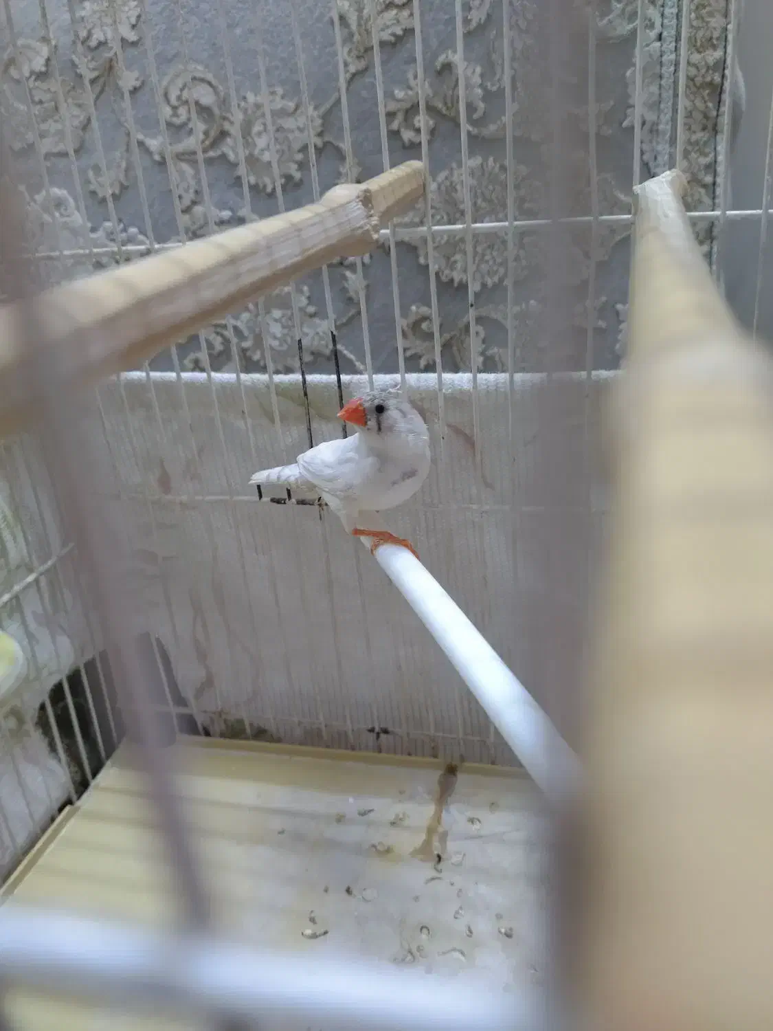 فنچ ناز|پرنده|مشهد, گلشور|دیوار