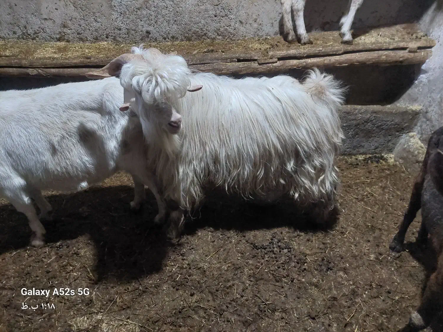 بز نر|حیوانات مزرعه|خنداب, |دیوار