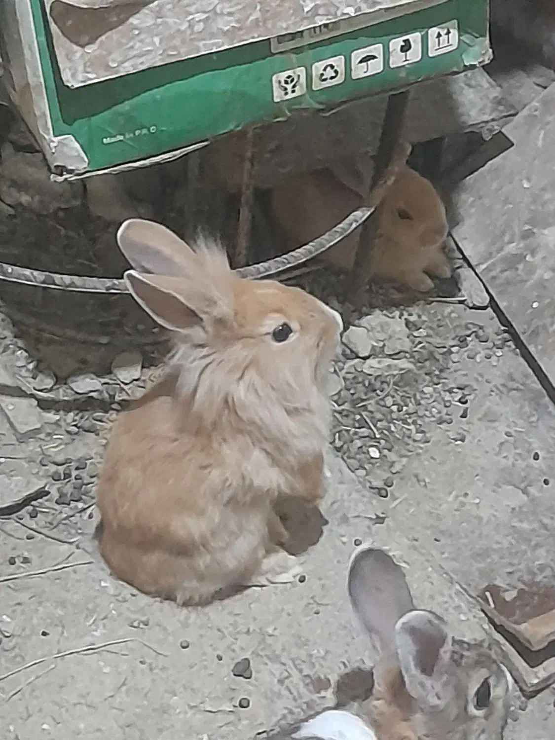 فروش خرگوش|موش و خرگوش|مریوان, |دیوار